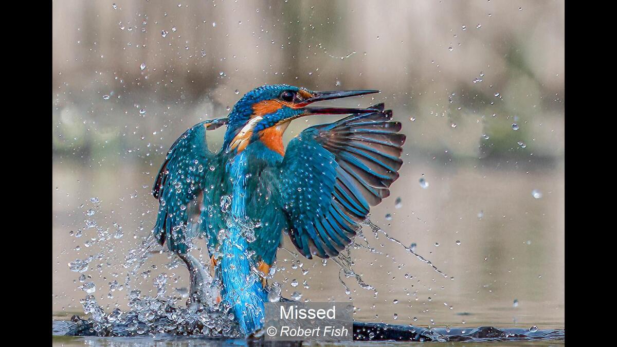 04_Missed_Robert Fish